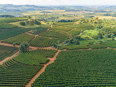 ブラジル農場風景