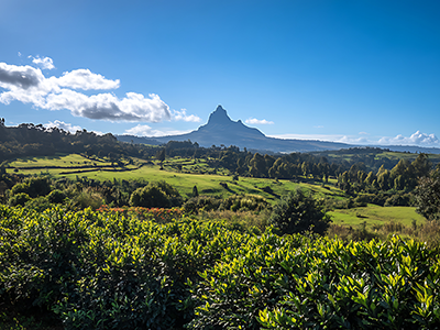 ケニア農場風景